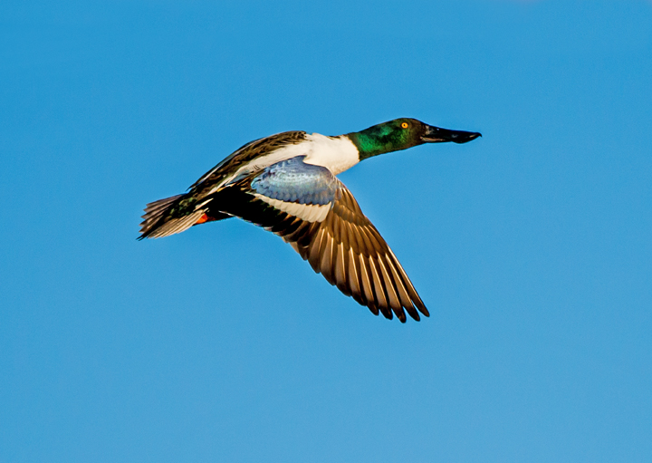 Shoveler, Sedona Wetlands Preserve, AZ