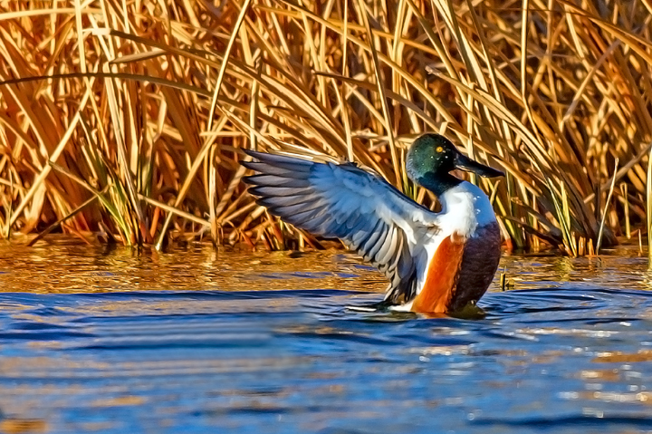 Shoveler, Sedona Wetlands Preserve, AZ