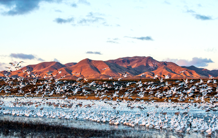 Snow Geese lift-off at a pool in Bosque del Apache National Wildlife Refuge, Socorro, NM