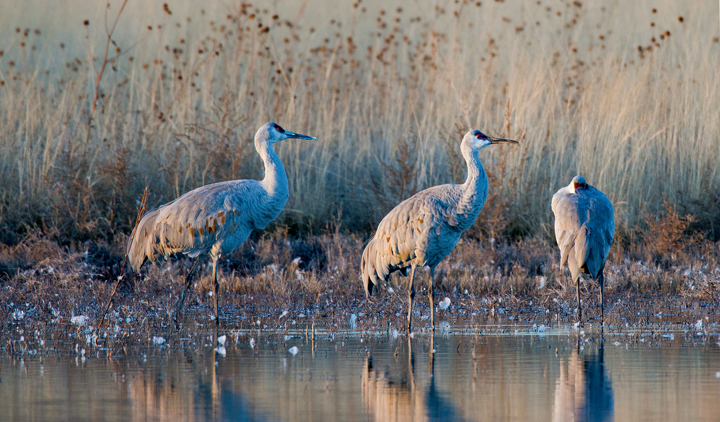 Sandhill Cranes on a pond, Bosque del Apache National Wildlife Refuge, Socorro, NM