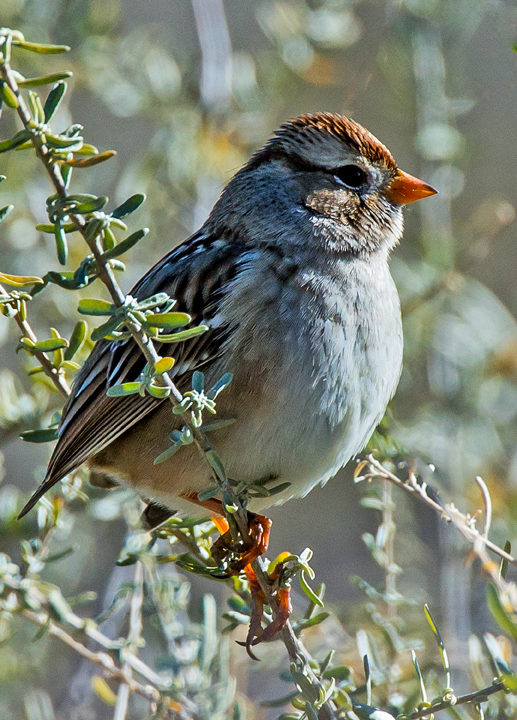 Chipping Sparrow, Bosque del Apache National Wildlife Refuge, Socorro, NM