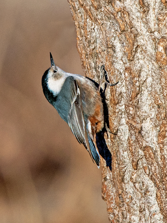 White-breasted Nuthatch, Mogollon Rim, AZ