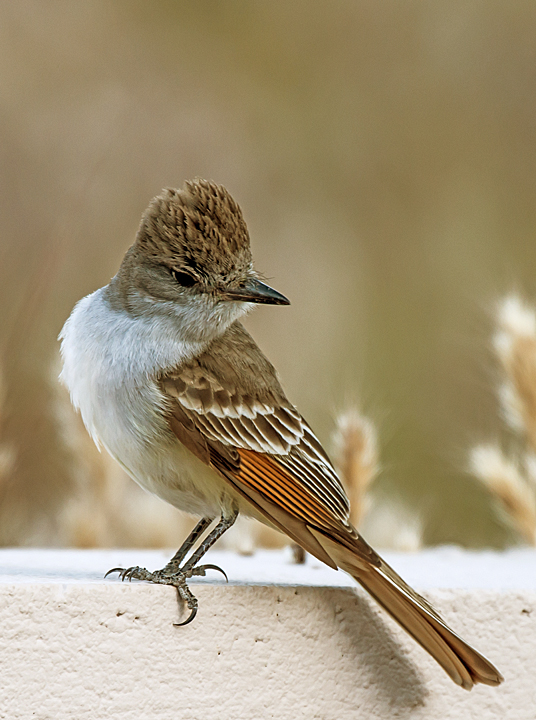 Ash-throated Flycatcher, Cottonwood, AZ
