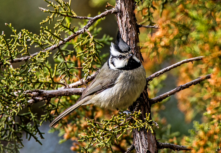 Bridled Titmouse, Yavapai County, AZ