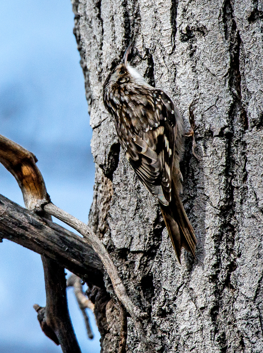 Brown Creeper, Yavapai County, AZ