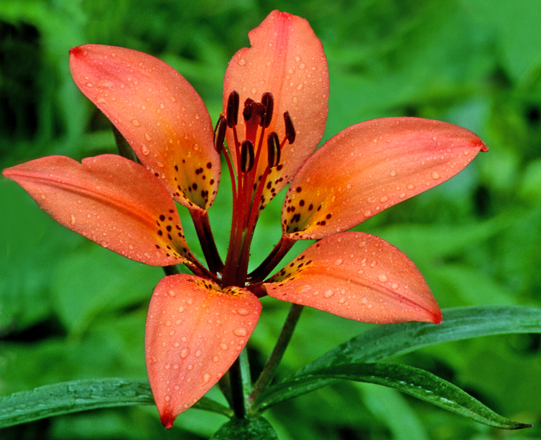 Wood Lily, Ridges Sanctuary, Door County, WI