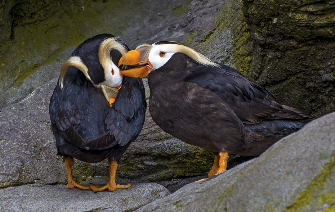 Tuffted Puffins