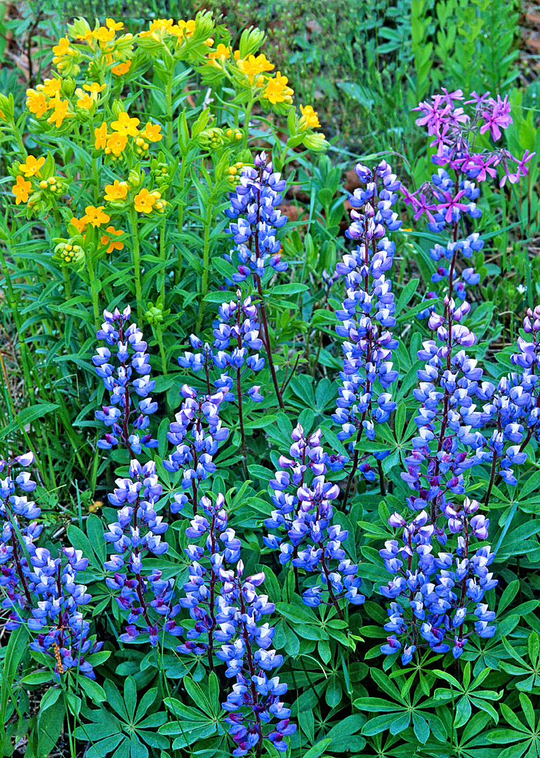 Lupine, Hoary Pucoon, and Phlox, Illinois Beach State Park, Lake County, IL