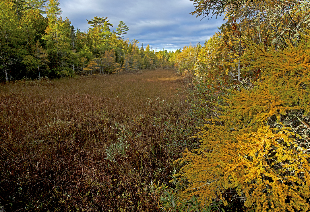 Swale bordered by Tamarack and Cedar trees, Ridges Sanctuary, Door County, WI