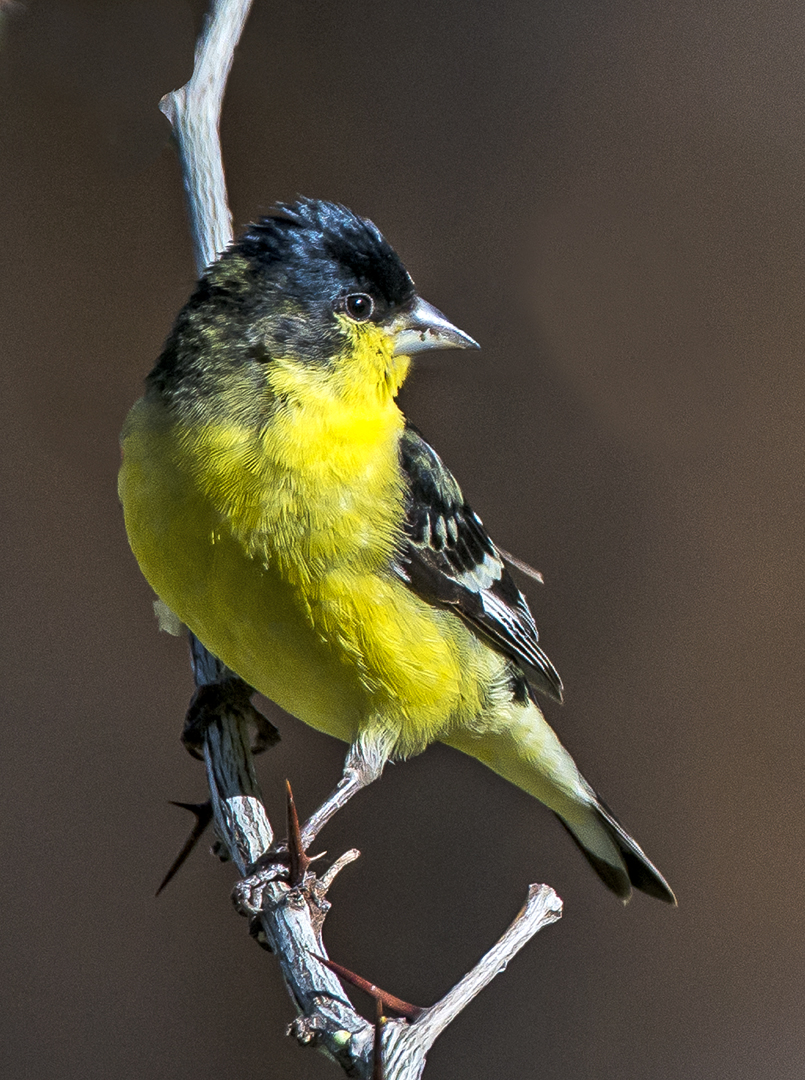 Lesser Goldfinch 