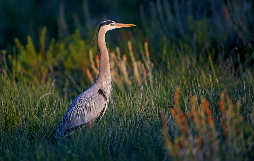 Great Blue Heron, Sedona Wetlands Preserve, Sedona, AZ