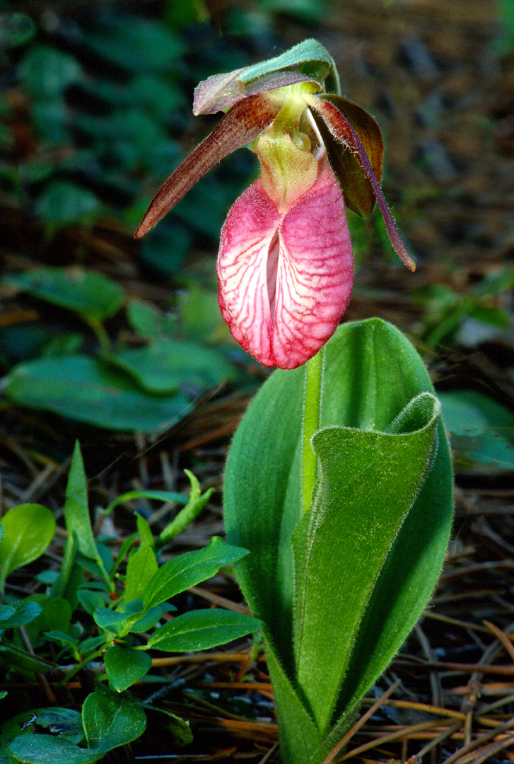 Pink Moccasin Ladys-slipper, Ridges Sanctuary, Door County, WI