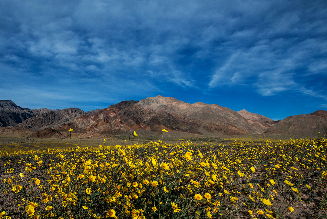 Desert Gold Sunflowers near Ashford Mills, Death Valley National Park, CA