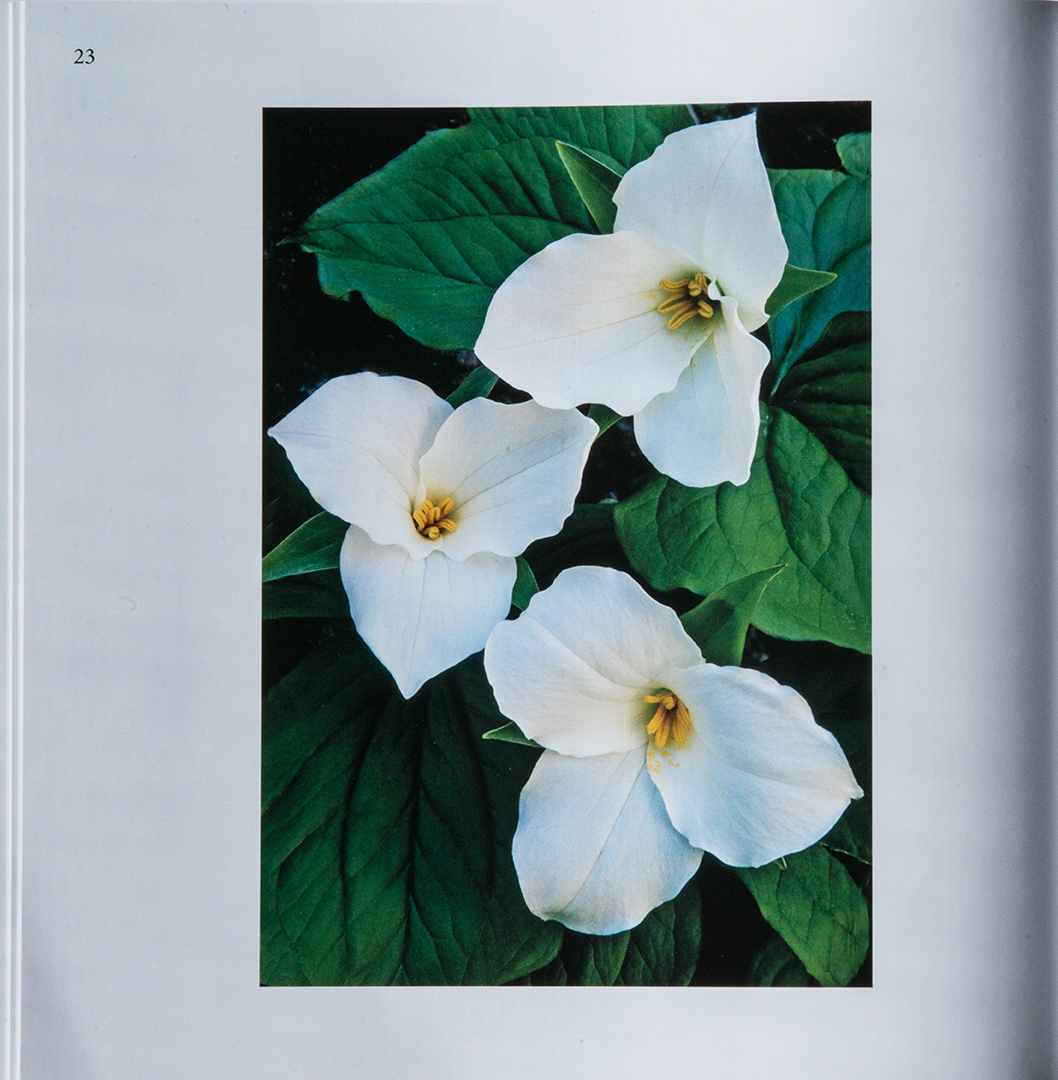 Great White Trillium