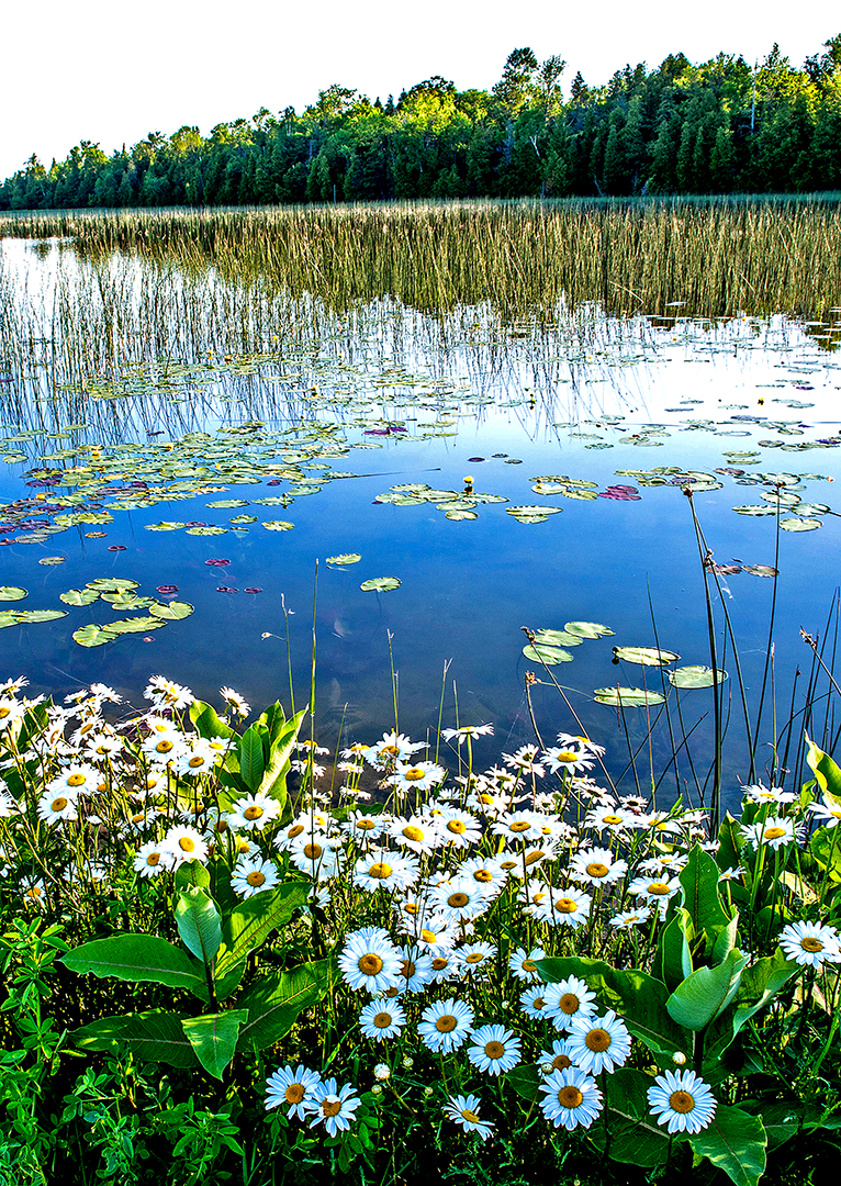 Oxeye Daisies at  Kangaroo Lake, Door County, WI