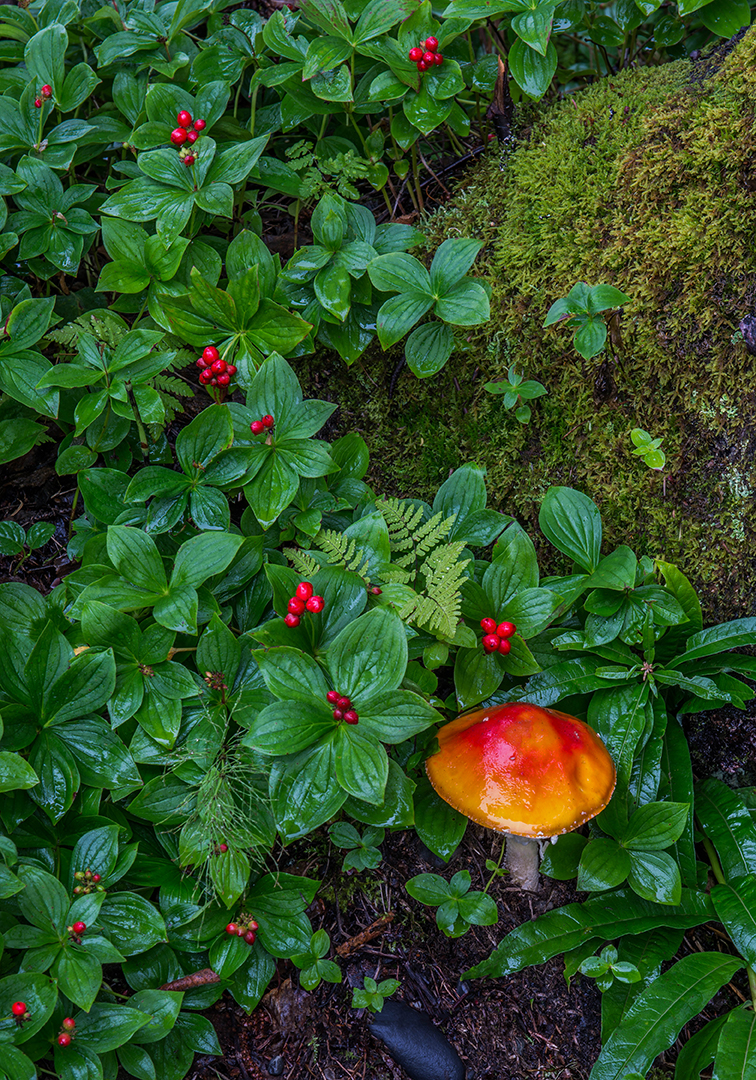 Bunchberry and mushroom, boreral forest groundcover, Denali National Park, AK