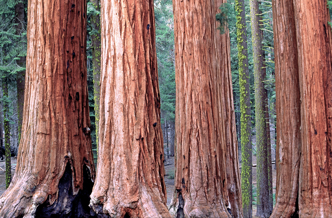 (CA6) Sequoias at General Grant Grove, Sequoia National Park, CA