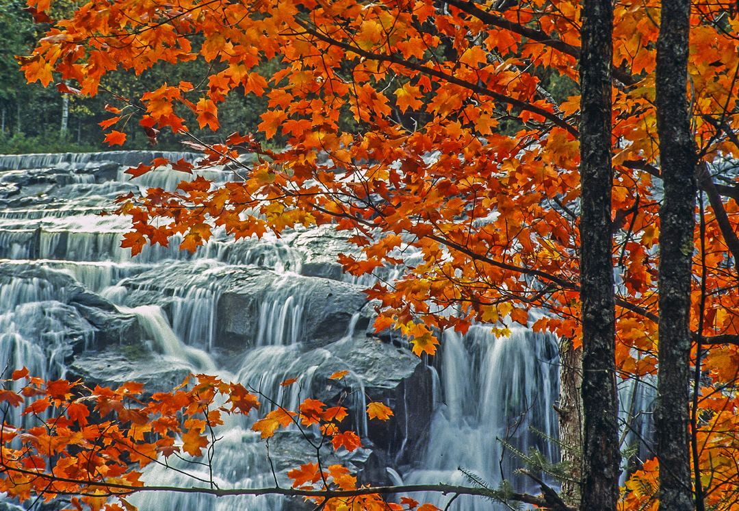 Red Maples, Bond Falls, Ottawa National Forest, MI