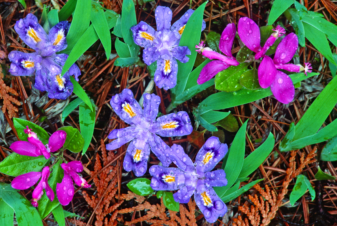 (MW20) Dwarf lake iris and gaywings, Ridges Sanctuary, WI