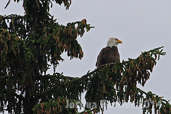 Alaska076.jpg