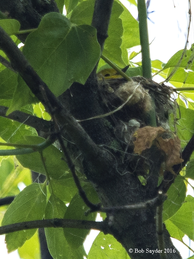 Yellow Warbler on nest 
