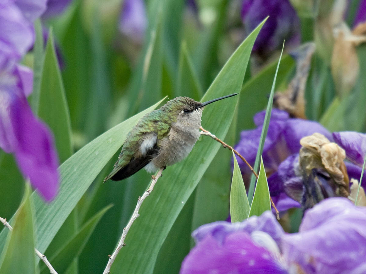 Black-chinned Hummingbird
