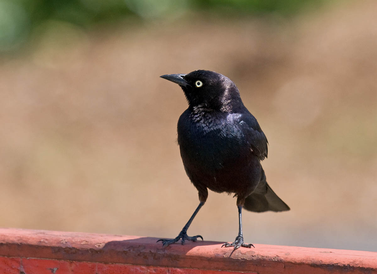 Brewers Blackbird