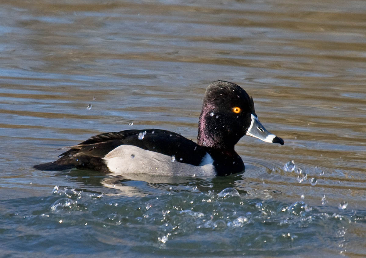 Ring-necked Duck