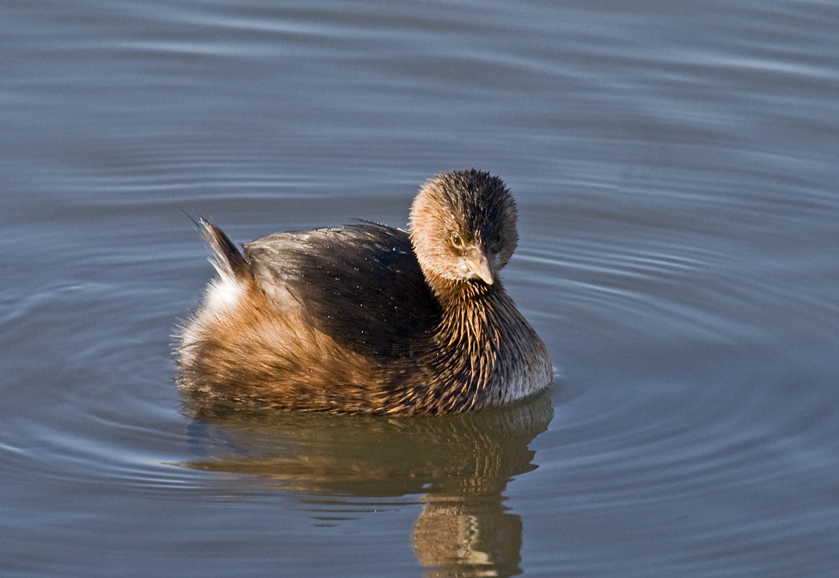 Pied-billed Grebe