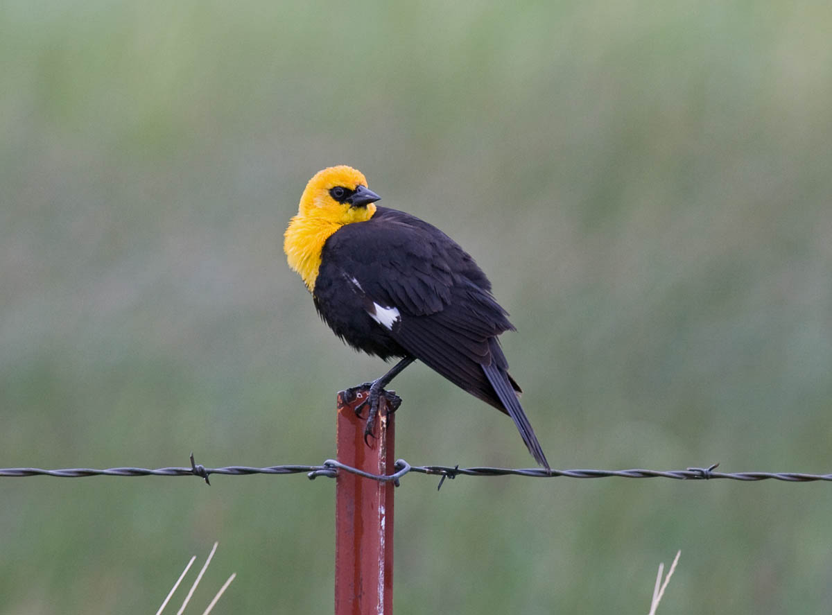 Yellow-headed Blackbird