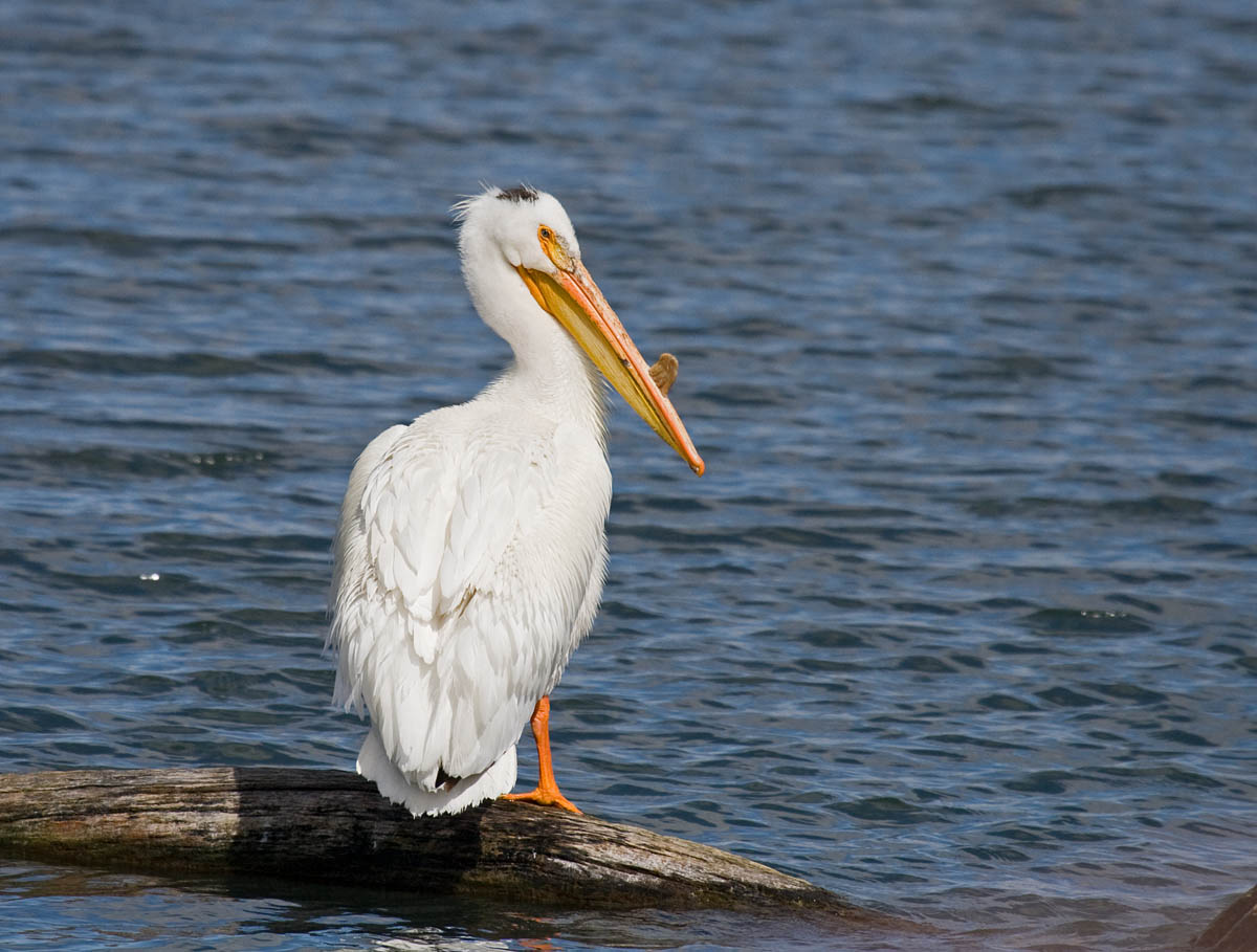 American White Pelican