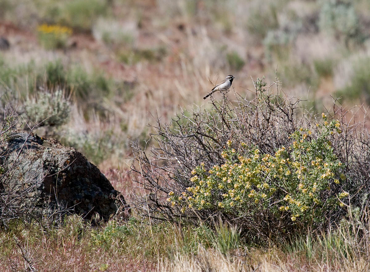 Black-throated Sparrow