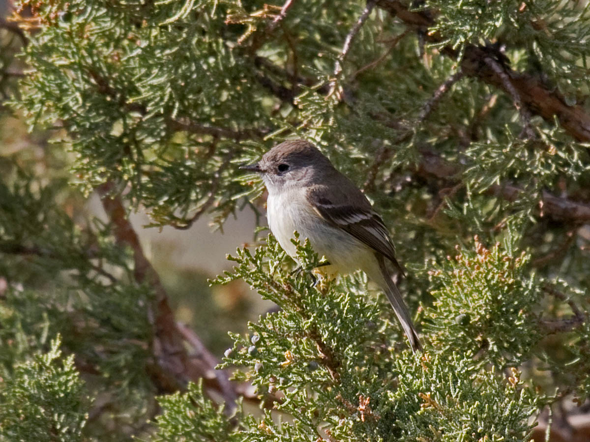 Gray Flycatcher