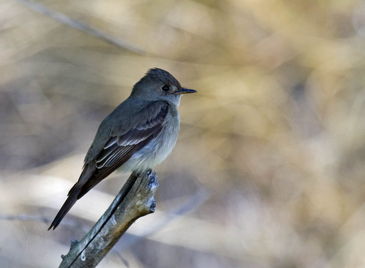 Western Wood-Pewee