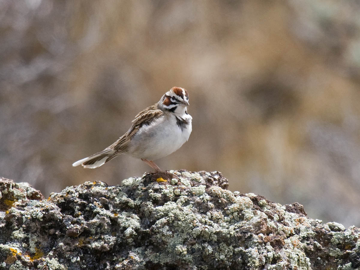 Lark Sparrow