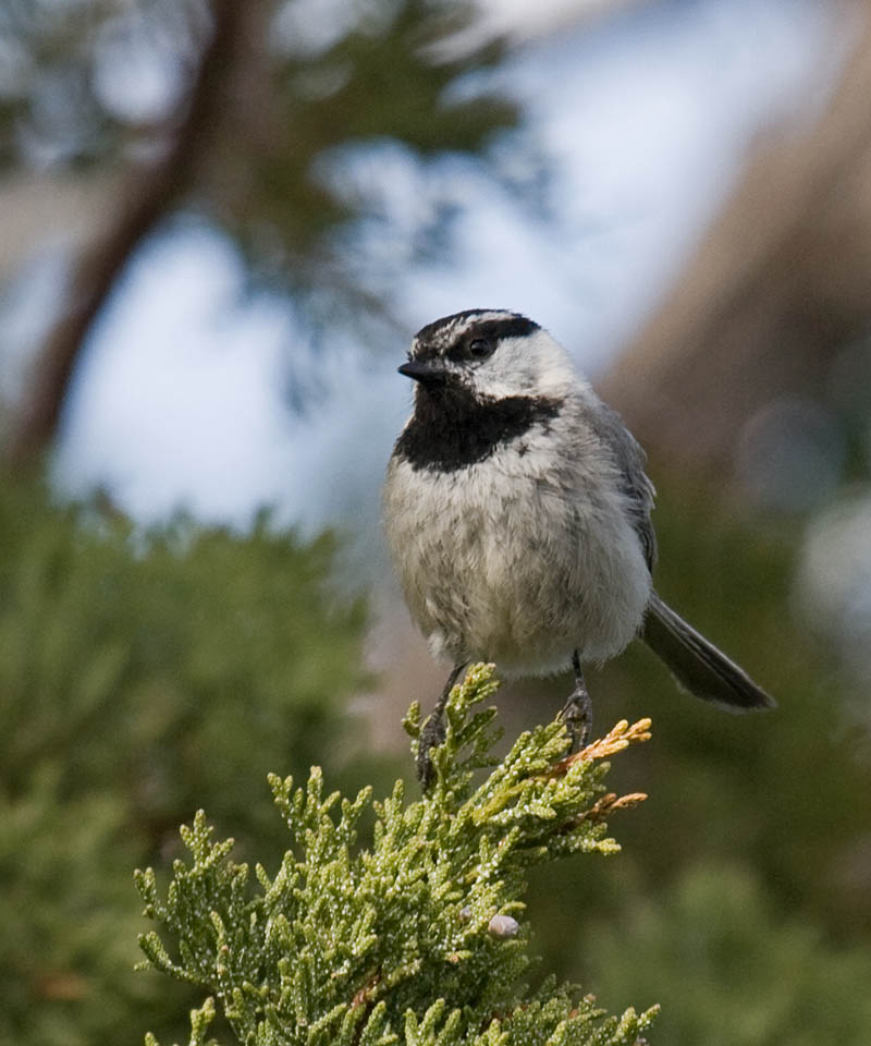Mountain Chickadee