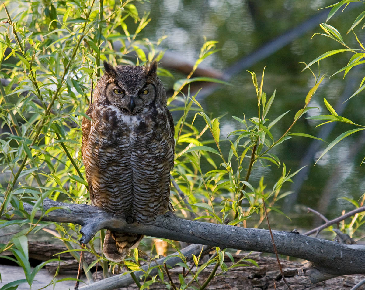 Great Horned Owl