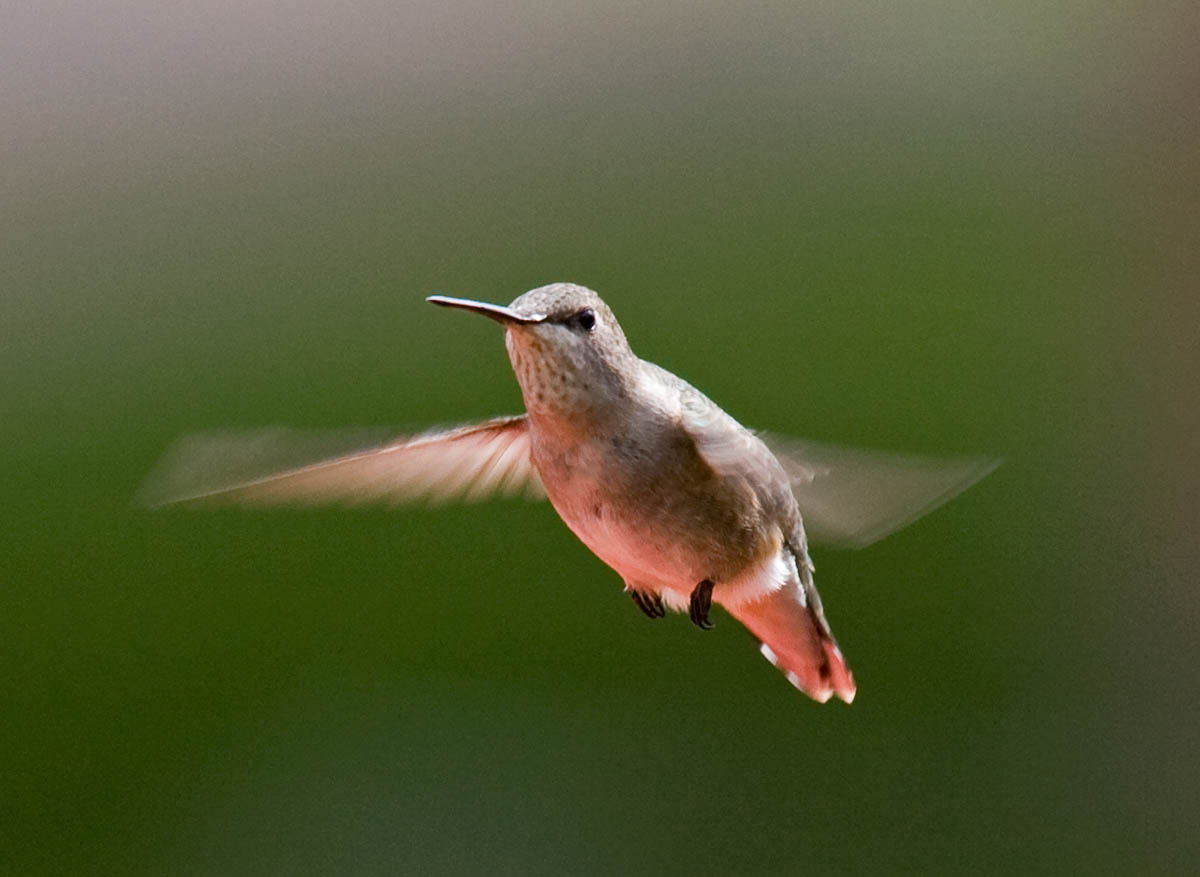 Black-chinned Hummingbird