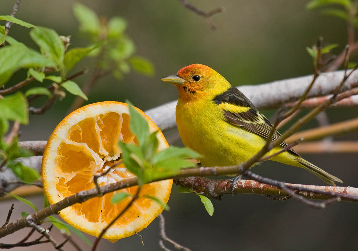 Western Tanager