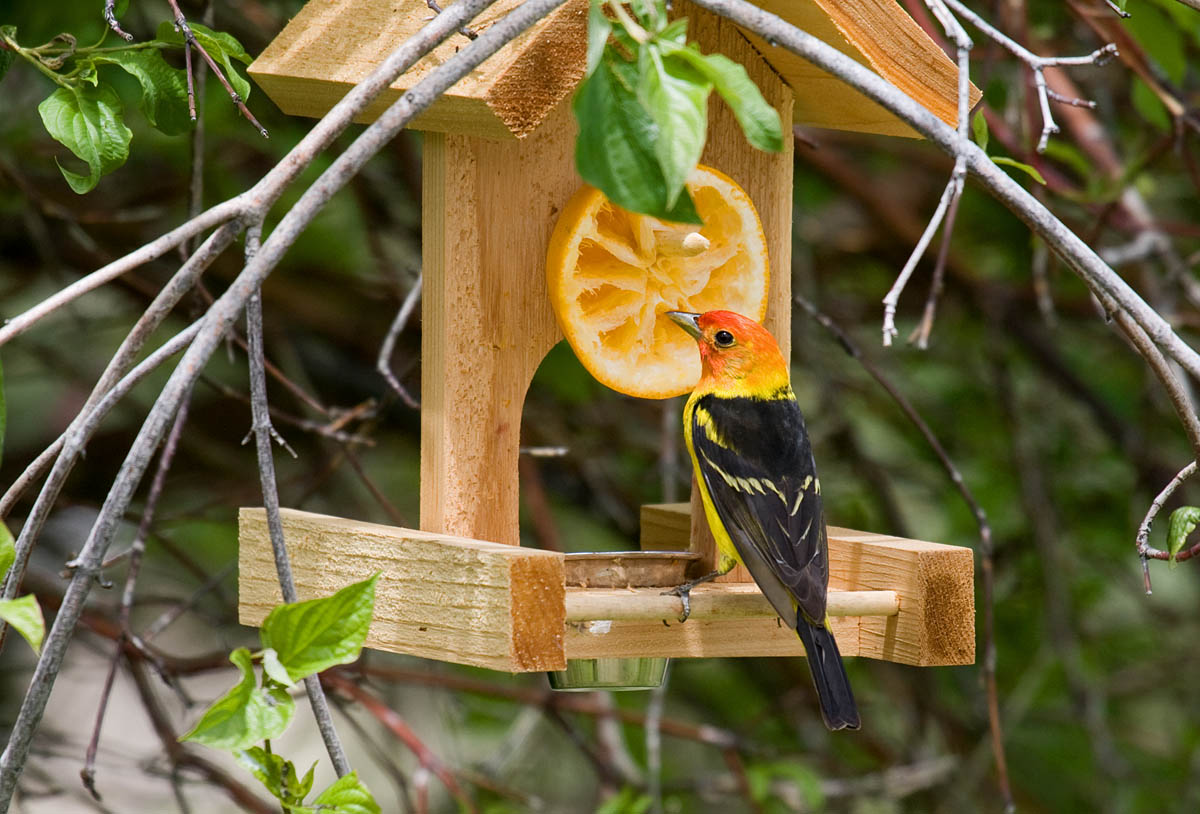 Western Tanager