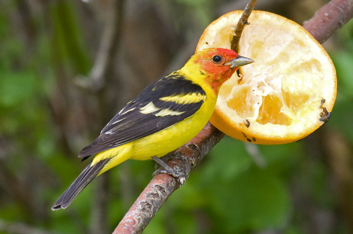 Western Tanager