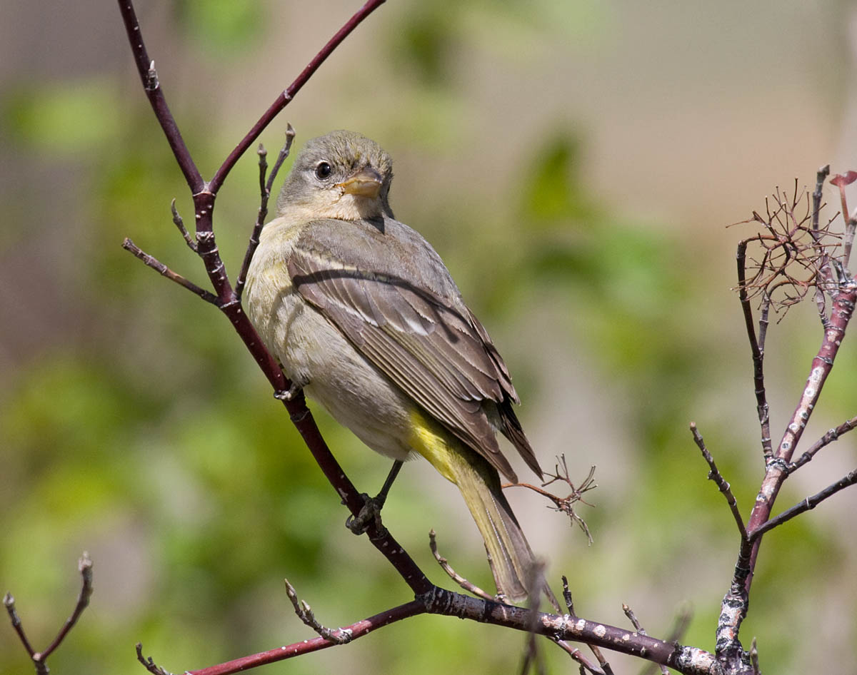 Western Tanager