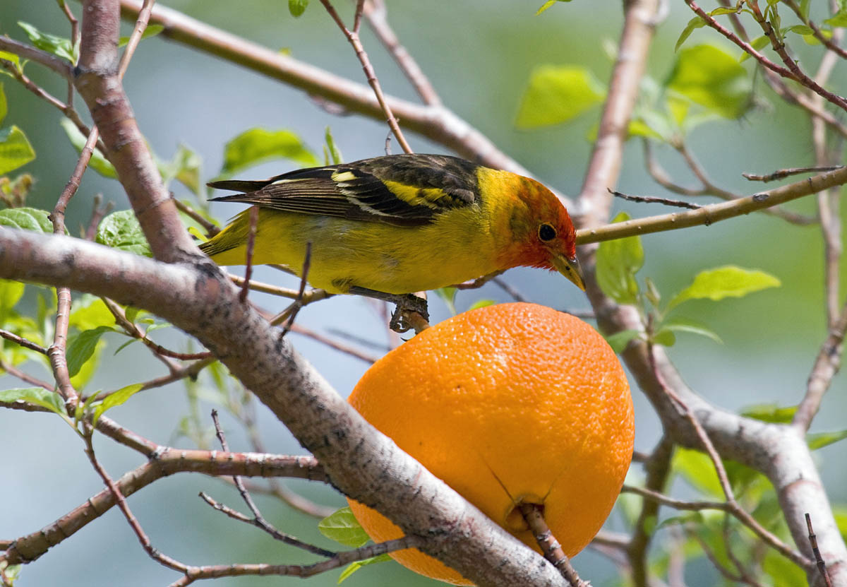 Western Tanager
