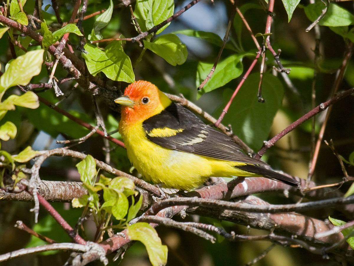 Western Tanager