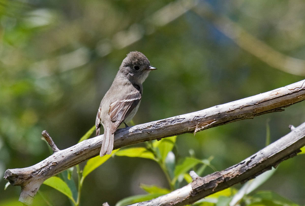 Least Flycatcher