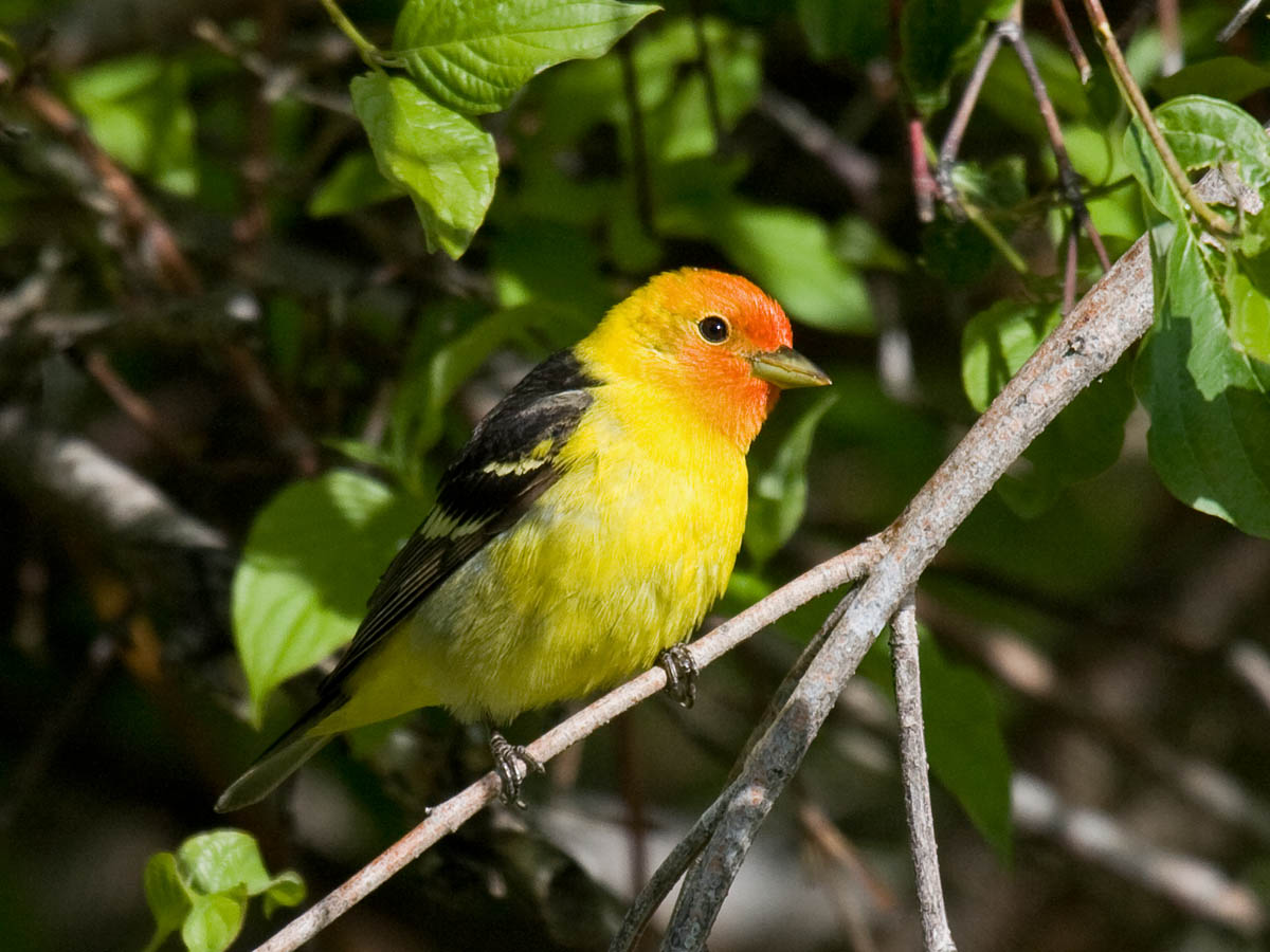 Western Tanager
