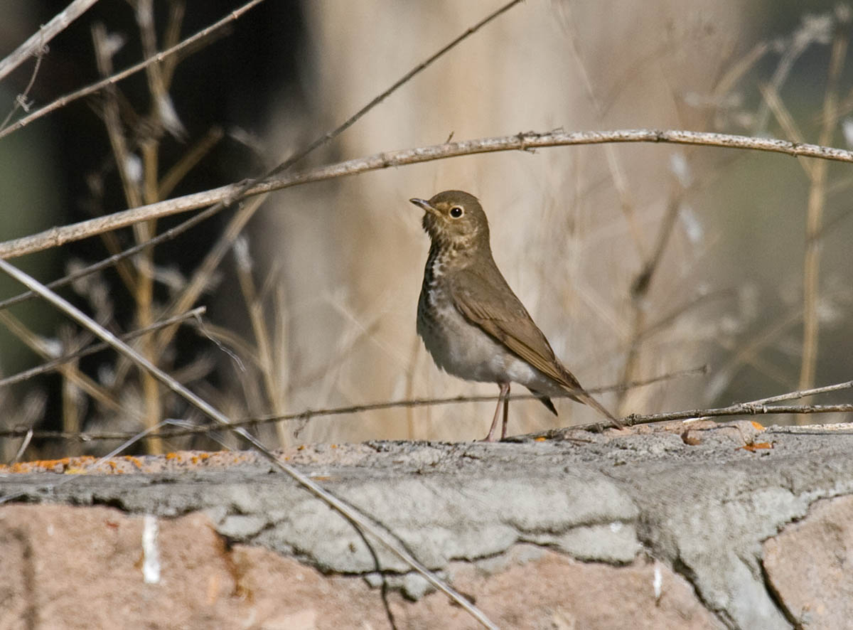 Swainsons Thrush