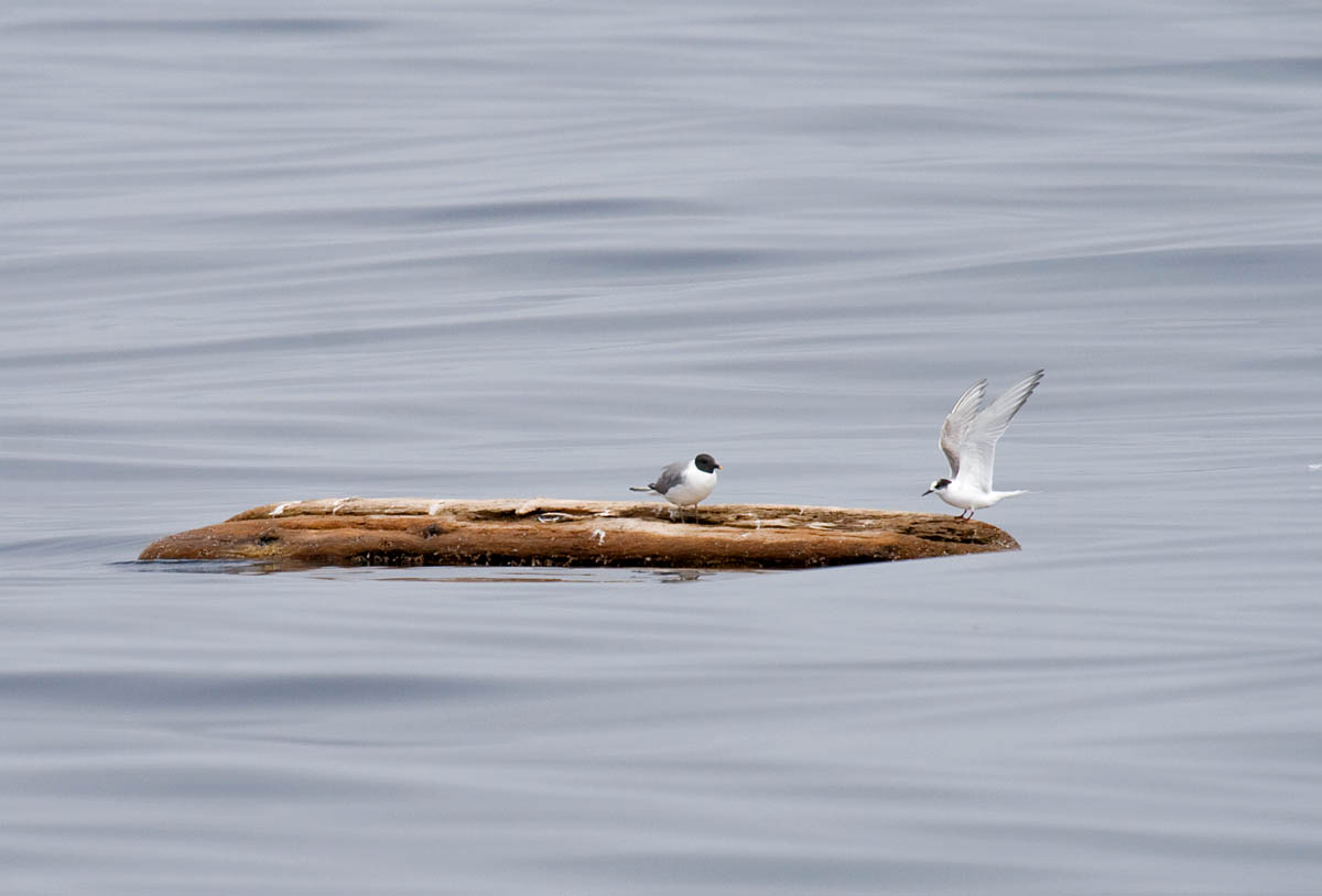 Sabines Gull and Arctic Tern on log
