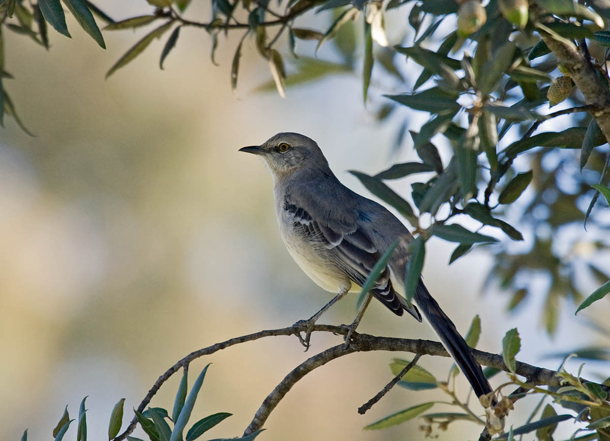 Northern Mockingbird