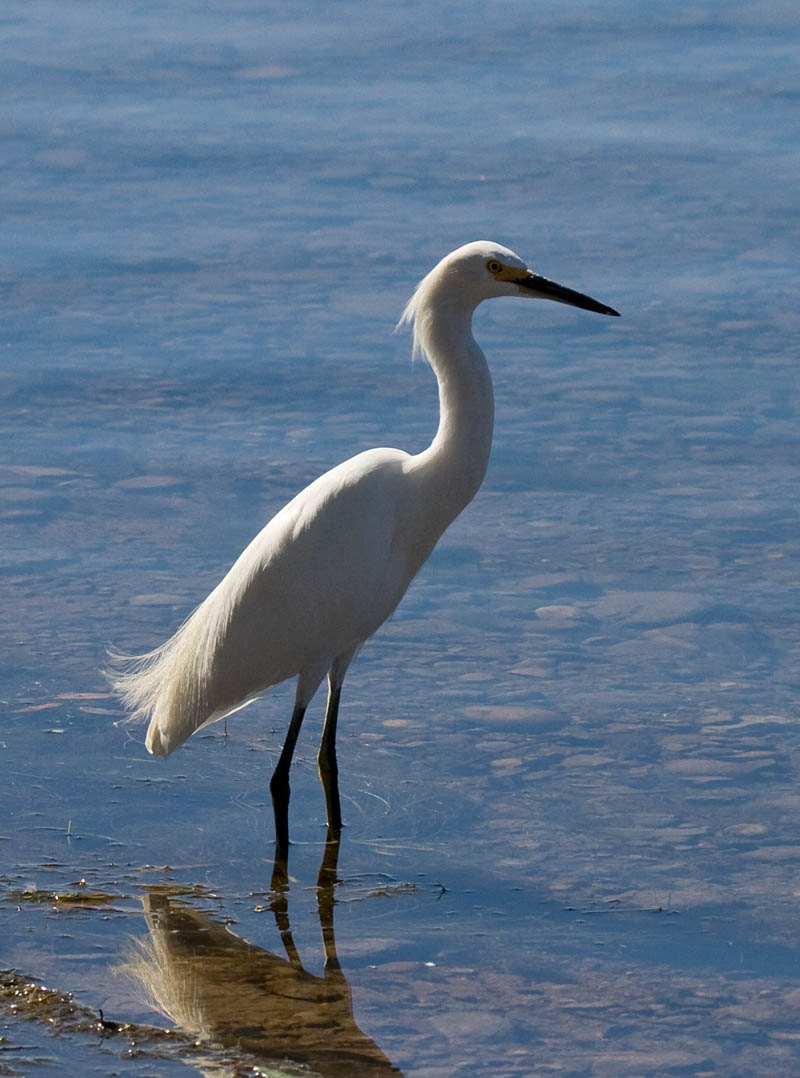 Snowy Egret